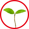 icon カップを、さらに植物由来へ。